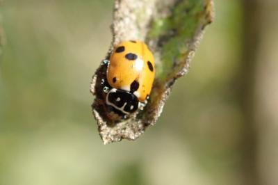 <i>Hippodamia variegata</i>