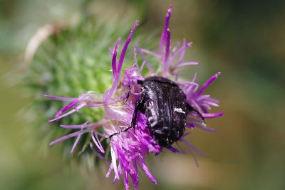 <i>Oxythyrea funesta</i>