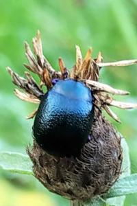 <i>Chrysolina fuliginosa</i>