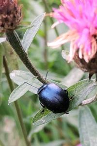 <i>Chrysolina fuliginosa</i>