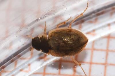 <i>Laccobius</i>