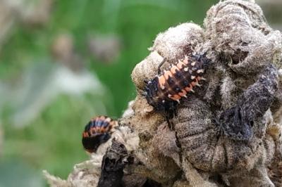 <i>Harmonia axyridis</i>