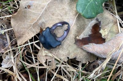 <i>Lucanus cervus</i>