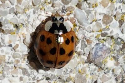 <i>Harmonia axyridis</i>