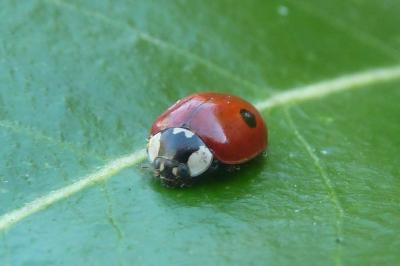 <i>Adalia bipunctata</i>