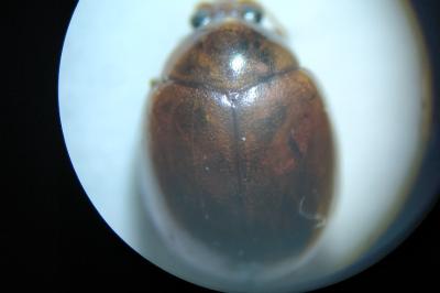 <i>Sphaeroderma rubidum</i>
