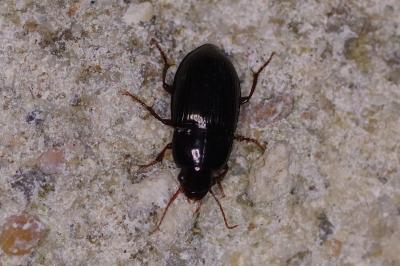 <i>Amara equestris</i>
