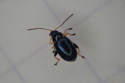 <i>Aphthona nonstriata</i>