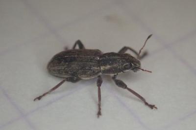 <i>Sitona</i>