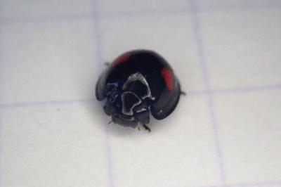 <i>Chilocorus renipustulatus</i>
