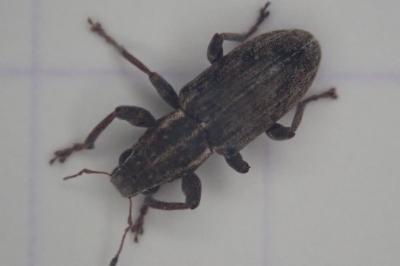 <i>Sitona</i>