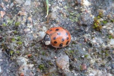 <i>Harmonia axyridis</i>