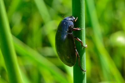 <i>Hydrochara caraboides</i>
