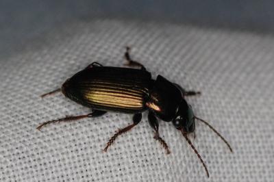 <i>Harpalus</i>