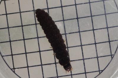 <i>Cantharis</i>