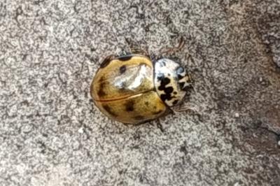 <i>Harmonia quadripunctata</i>