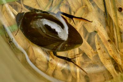 <i>Hydrophilus piceus</i>