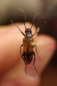 <i>Stenoria analis</i>