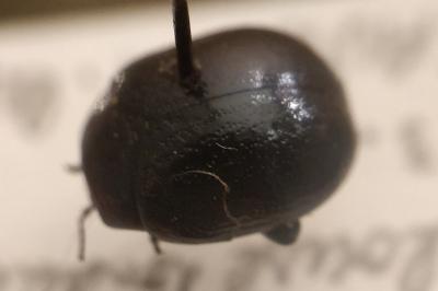 <i>Chrysolina haemoptera</i>