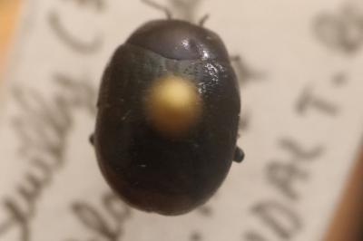 <i>Chrysolina haemoptera</i>