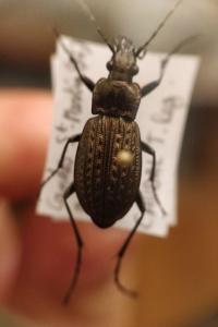 <i>Carabus granulatus</i>