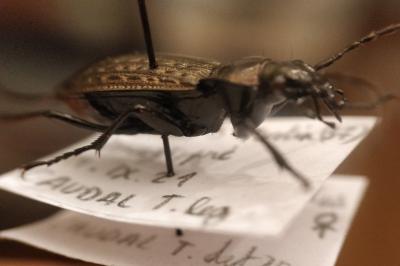 <i>Carabus granulatus</i>