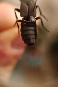 <i>Ocypus olens</i>