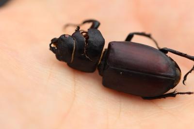 <i>Lucanus cervus</i>
