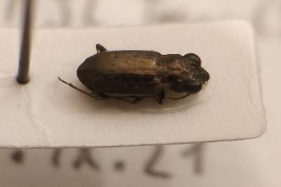 <i>Notiophilus quadripunctatus</i>