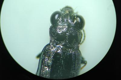 <i>Notiophilus quadripunctatus</i>