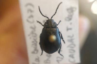 <i>Galeruca tanaceti</i>