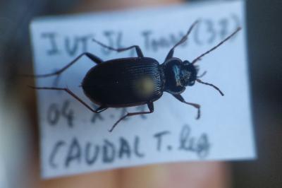 <i>Nebria salina</i>