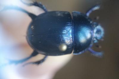 <i>Anoplotrupes stercorosus</i>