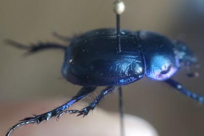 <i>Anoplotrupes stercorosus</i>