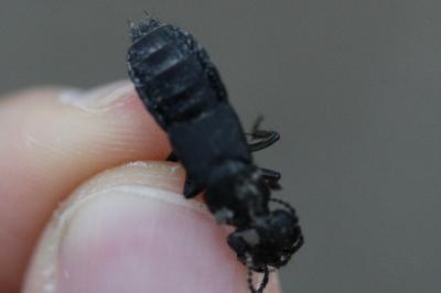 <i>Ocypus olens</i>