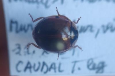 <i>Harmonia axyridis</i>