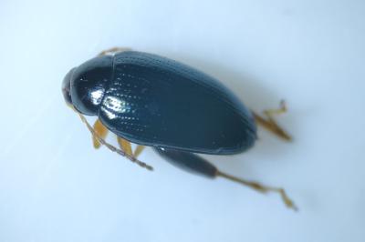 <i>Psylliodes chrysocephala</i>