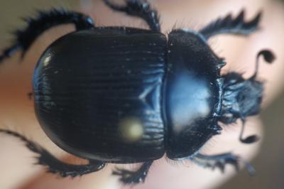 <i>Typhaeus typhoeus</i>