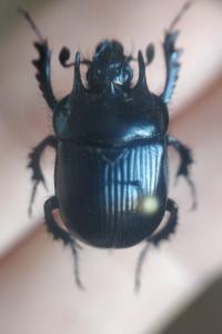 <i>Typhaeus typhoeus</i>