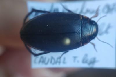 <i>Colymbetes fuscus</i>