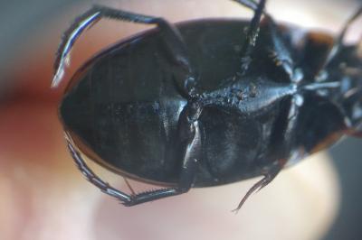 <i>Colymbetes fuscus</i>