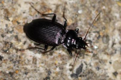<i>Nebria salina</i>