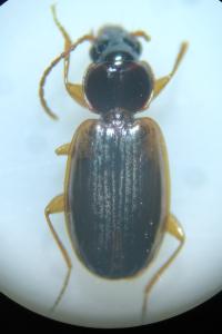 <i>Trechus quadristriatus</i>