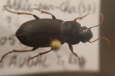 <i>Pseudoophonus rufipes</i>