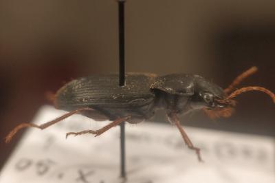 <i>Pseudoophonus rufipes</i>