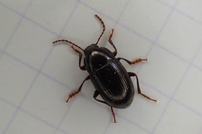 <i>Nalassus laevioctostriatus</i>