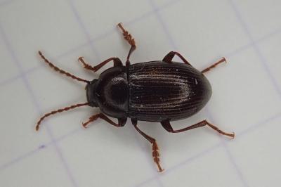 <i>Nalassus laevioctostriatus</i>