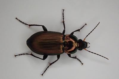 <i>Poecilus cupreus</i>