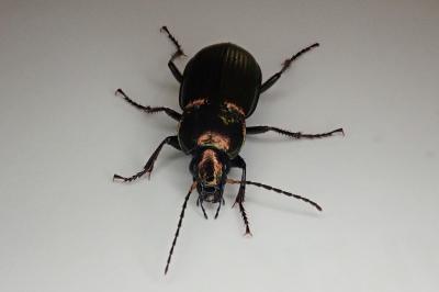 <i>Poecilus cupreus</i>