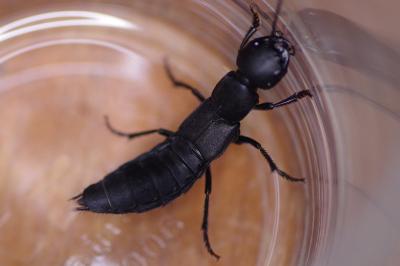 <i>Ocypus olens</i>